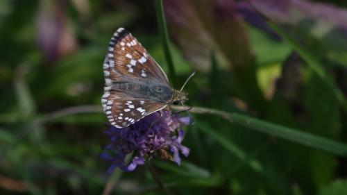 Pyrgus cirsii